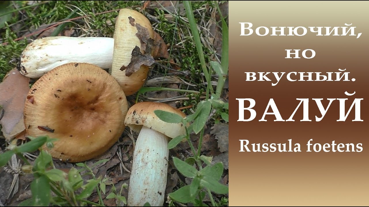 Вонючий, но иногда вкусный. Валуй - Rússula foétens.