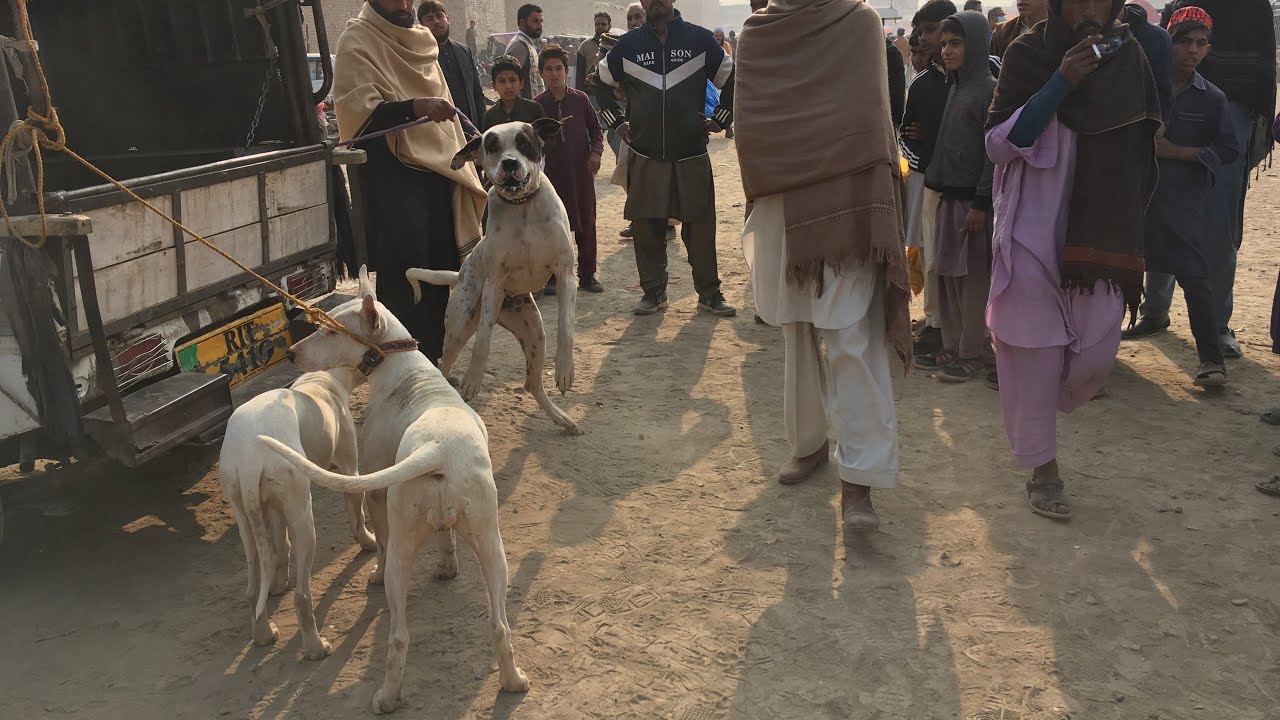Kohat mandi 28/11/2021 part 01