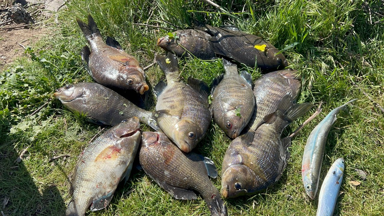 03/06/26 Days 2 #perch and jacksmelt fishing ￼