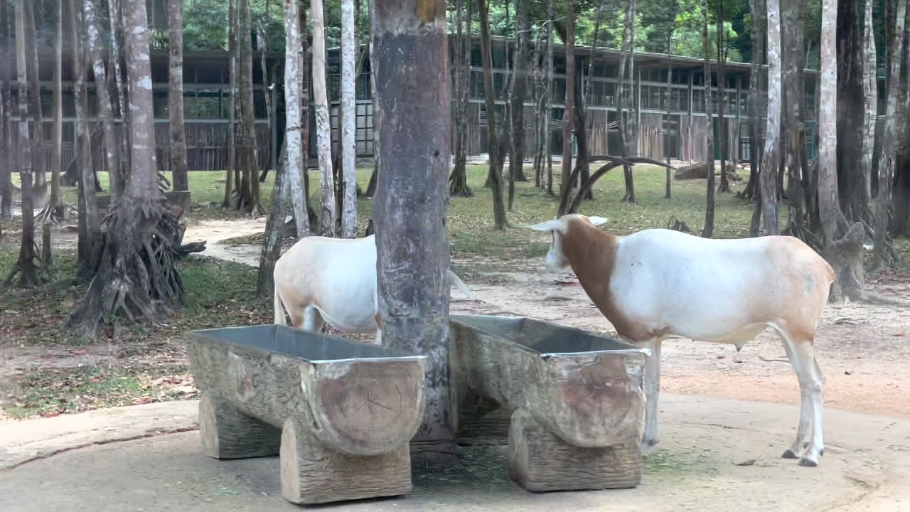 Vinpearl Safari Phú Quốc #dohoamaytinh #thietkedohoa