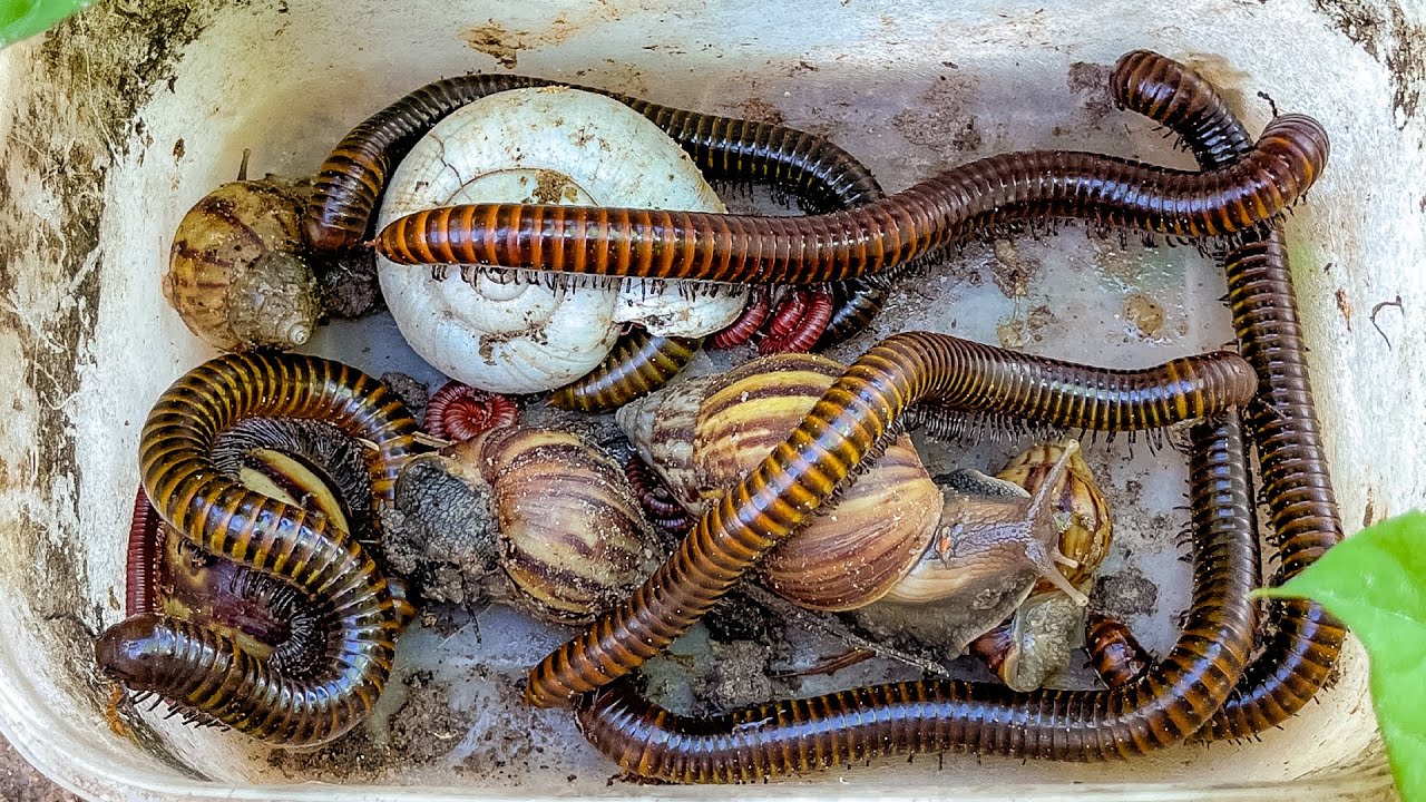 Unbelievable Every Week!!  Top Catching Giant Millipede, Small Red Millipedes, Insect Bug