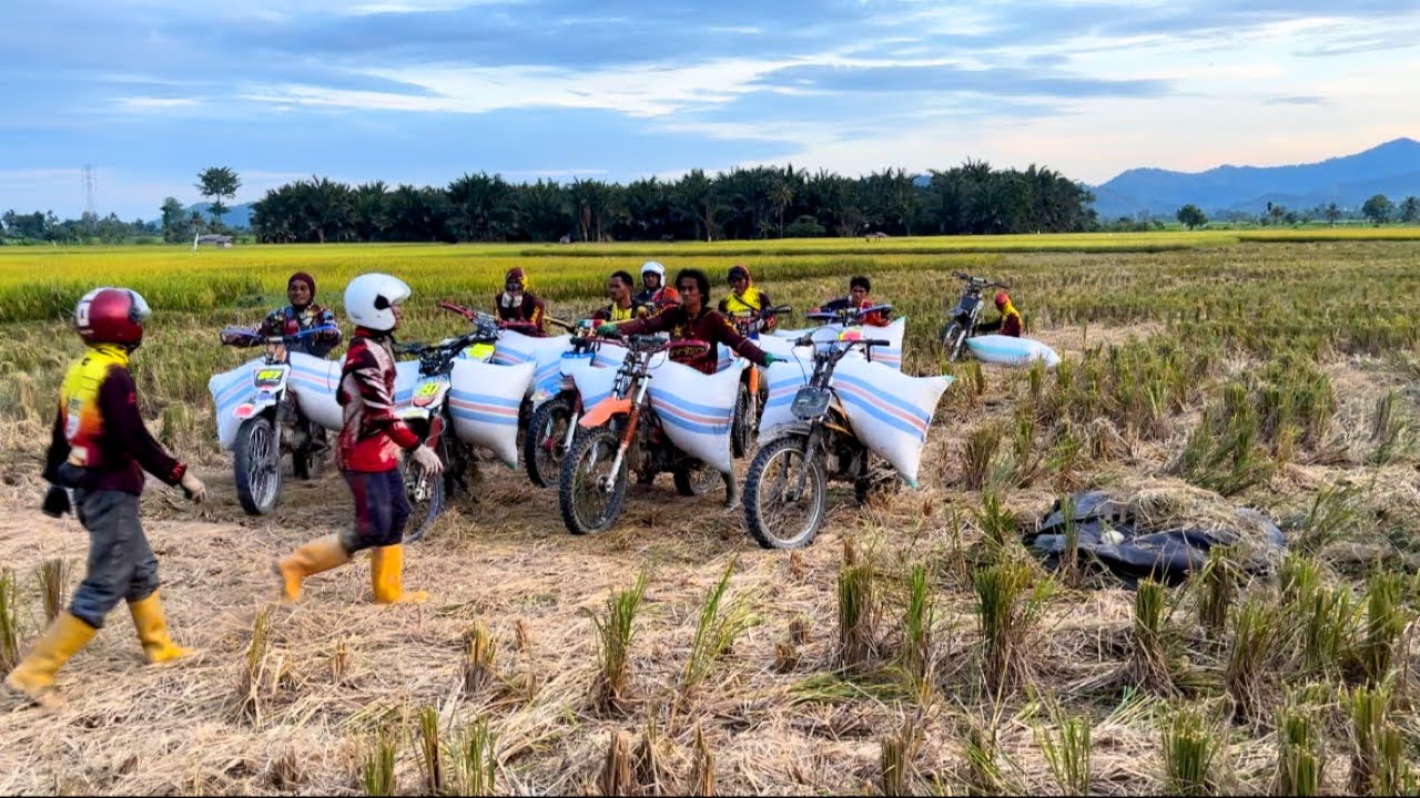 Inilah kebrutalan ojek gabah saat sudah menemukan lahan yang kering