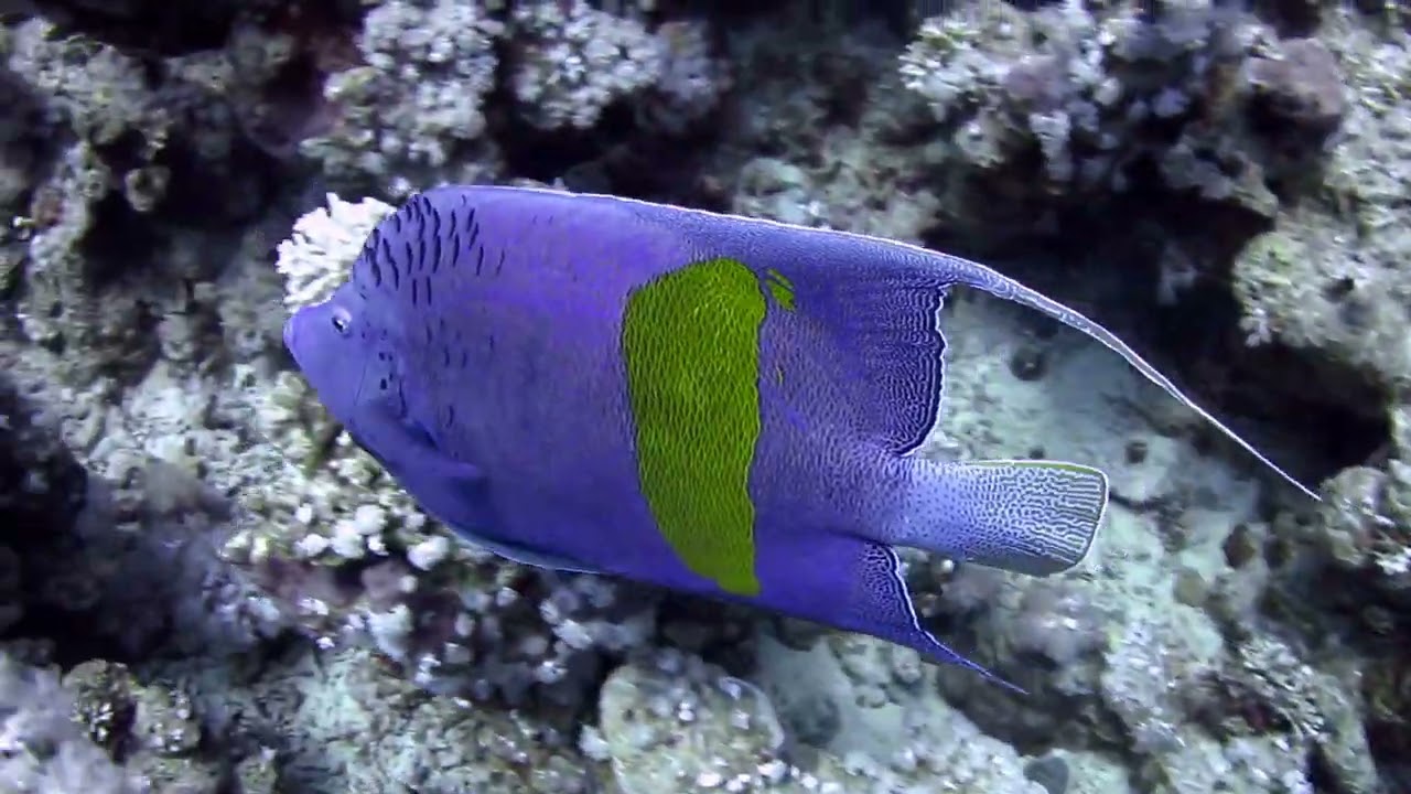 Ras Um Sid dive site Sharm el Sheikh
