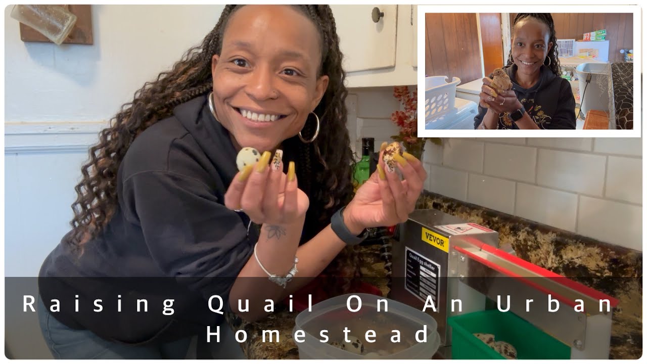 Urban Quail Raising | Egyptian Coturnix Breed | Indoor and Outdoor Setup | Vevor Quail Sheller