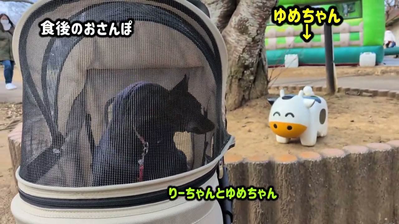 No.23 成田ゆめ牧場#ミニピン #miniaturepinscher #犬とお出かけ #成田ゆめ牧場
