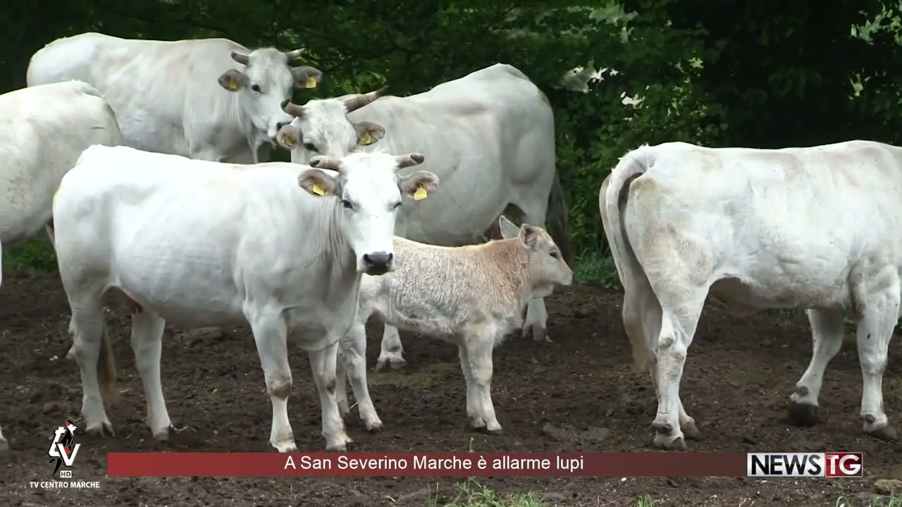 A San Severino Marche è allarme lupi