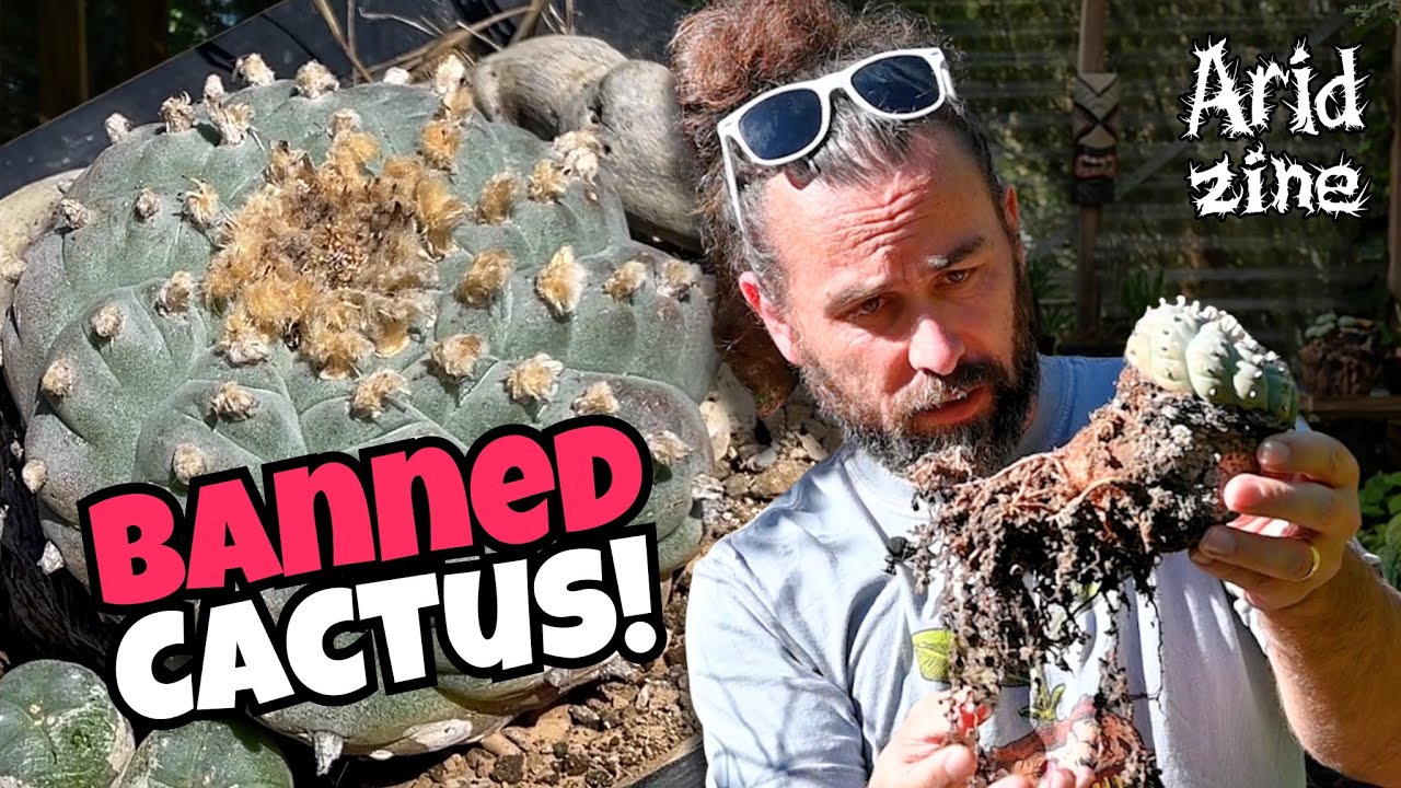 Peyote: Cultivating the Contraband Cactus