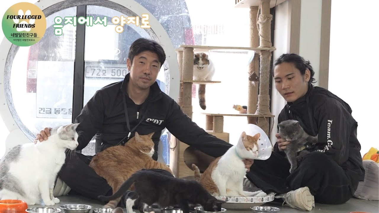 새로운 집으로 들어오는 날 🐈 냥이하우스 입소식!