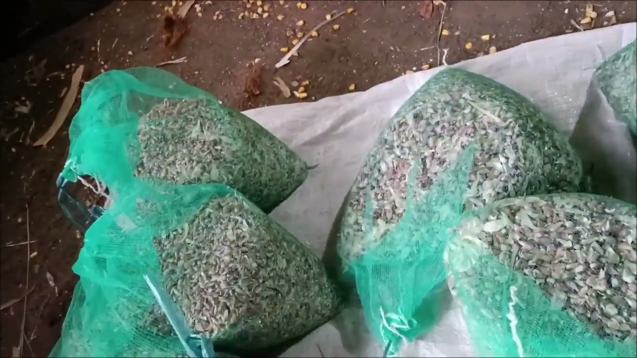 Повітряна бульбашка часник Любаша.Вирощування,калібрування,протруєння та висів.
