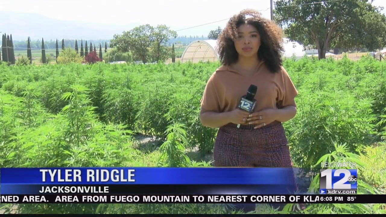 State officials to begin testing hemp in southern Oregon for illegal marijuana