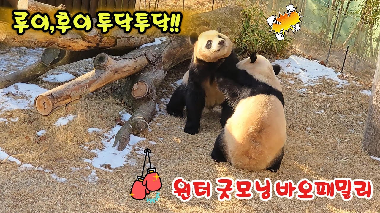 ((세컨하우스)) 에버랜드 윈터 굿모닝 바오패밀리   루이,후이 투닥투닥~★#바오패밀리 #판다월드 #세컨하우스 #윈터 굿모닝 바오패밀리 #후이 #루이 #후이루이