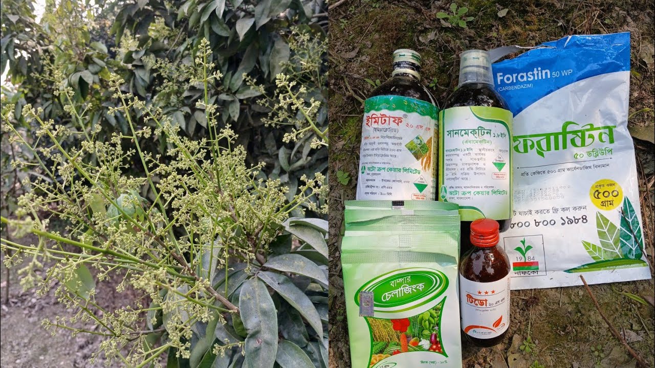 নিচুর মুকুল ফোটার আগে শেষ স্প্রে ( নিজের বাগান) ১৯/০২/২০২৬