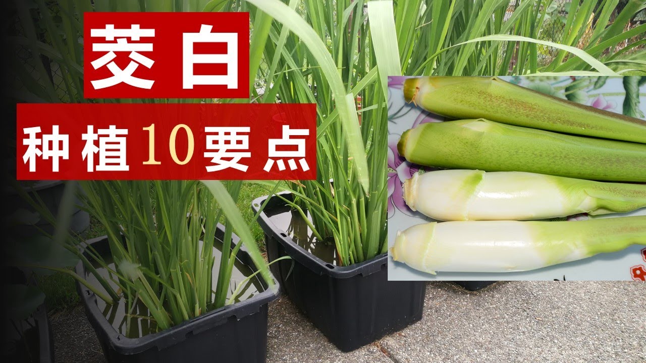 茭白在自家后院怎么种？种茭白的10个要点详解