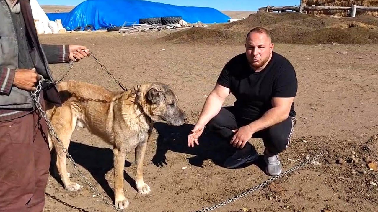 LA STÂNA LUI RUSAN ATALAY, KRAL,CEL MAI VALOROS KANGAL,IN TURCIA.DOMNUL DAN NE FACE PREZENTAREA.EP.3