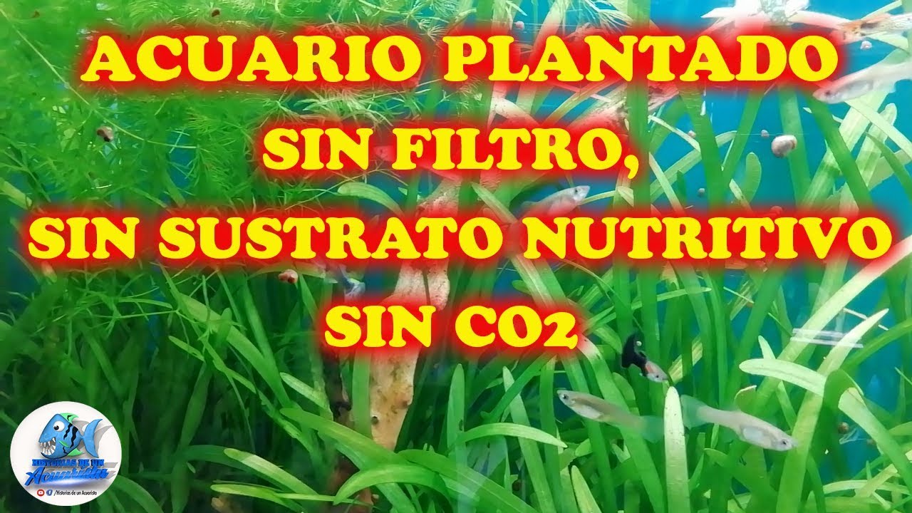 Acuario Plantado sin sustrato nutritivo sin filtro y sin C02