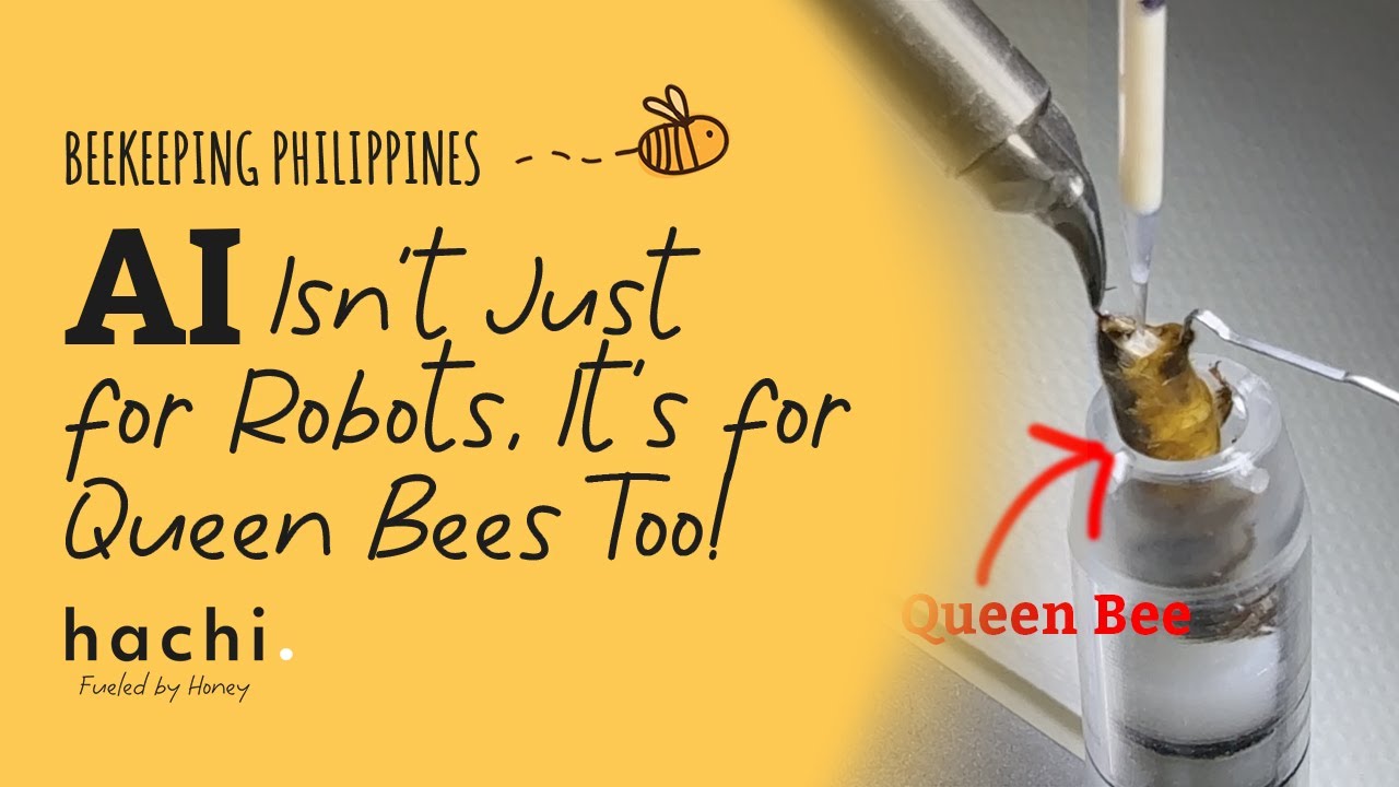 Beekeeping Philippines - What AI Queen Bee Breeding Looks Like