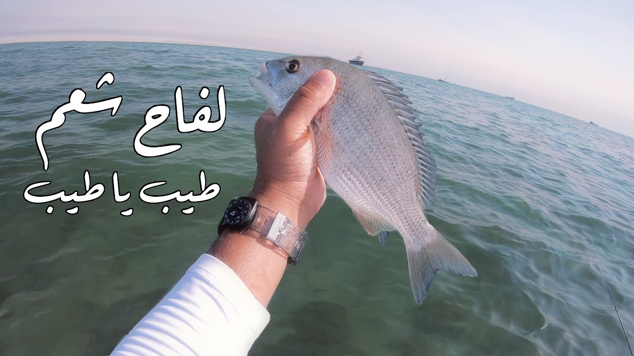 ورشة لفاح 2019 - لفاح شعم