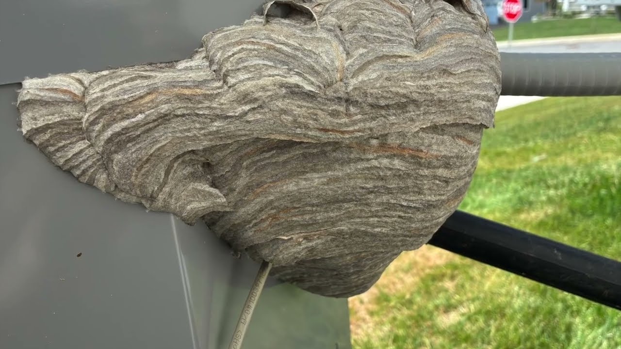 Air Conditioner Baldfaced Hornet Removal