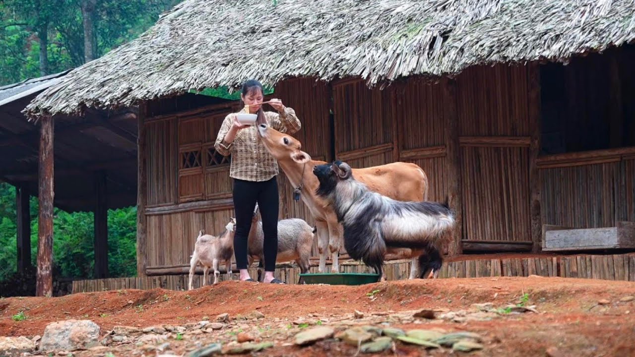 I'm so lucky to have intelligent and affectionate four-legged friends in my daily life | Country