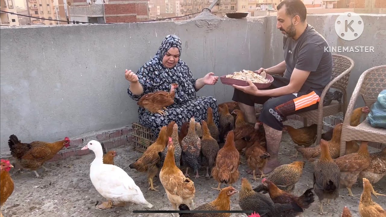ام جني تعالي هعرفك ازي تربي الفراخ صح وبديل العلف هيخلي الفراخ والبط تكبر بسرعه الصاروخ👌👌👌👌👌