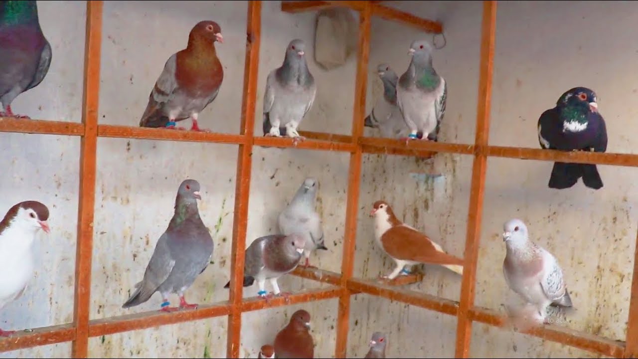 Pigeon Loft-Kabutar Ki Variety In Pakistan-Kabootar Bazi