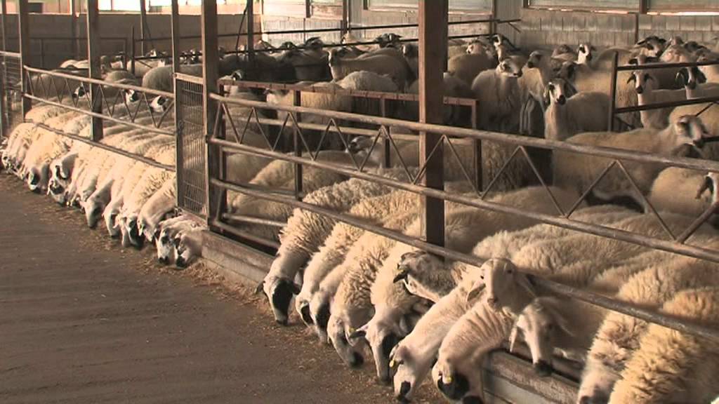 ChiosSheep