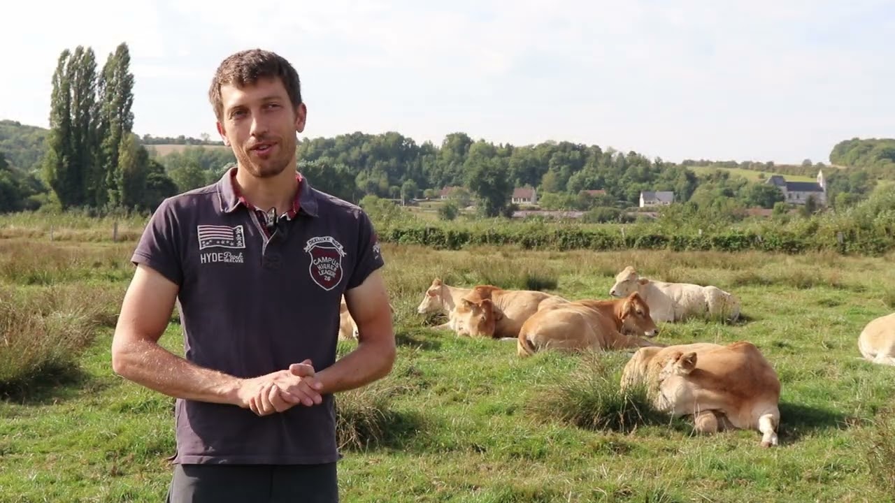La diversification fourragère, un levier d’autonomie pour les bovins allaitants