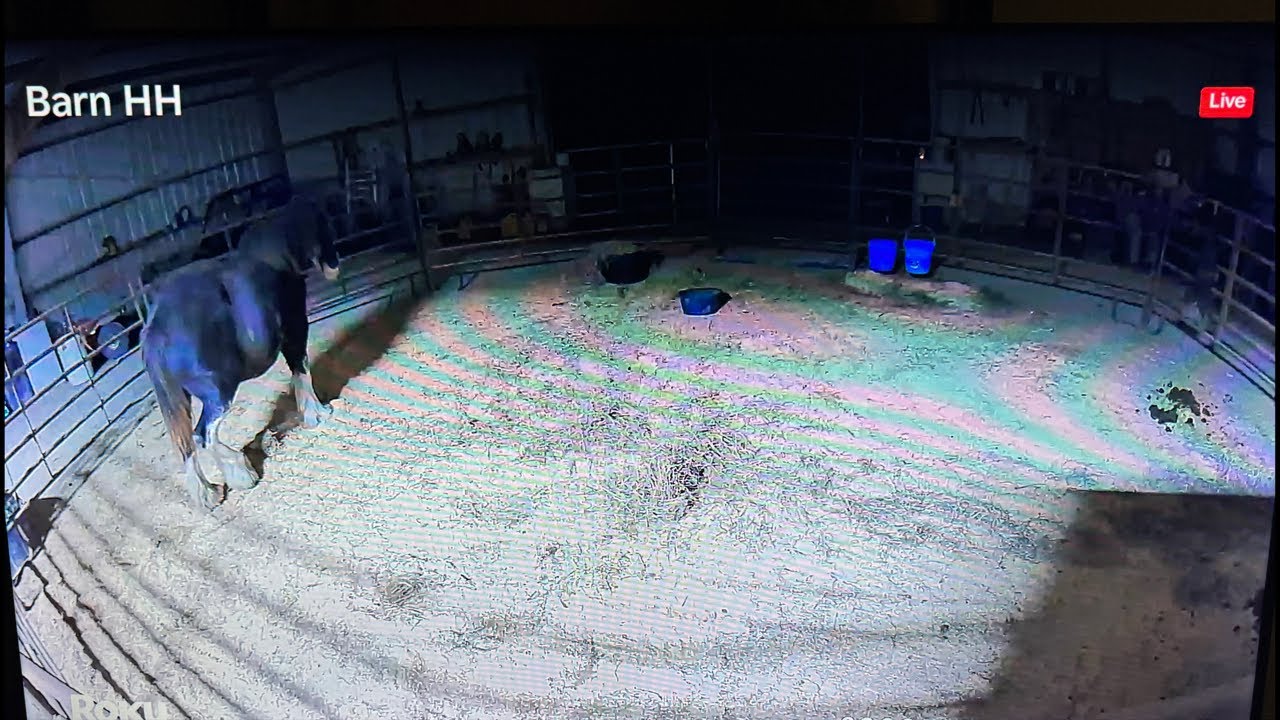 LIVE Foal Watch | Beauty 334 Days