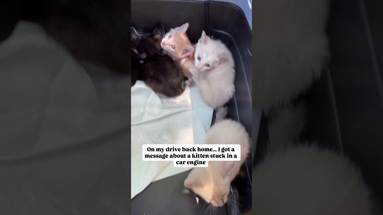 Kitten season is hard. It&rsquo;s unfair. It&rsquo;s heartbreaking. There is so much unnecessary suffering.