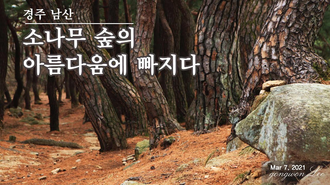 경주 남산 소나무숲의 아름다움에 빠지다  Mar 7, 2021
