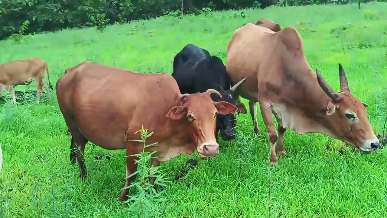 कोकणातील गावठी गुरांचा कळप