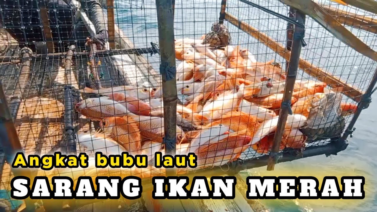 Tarik BUBU Laut - Banjir Ikan Merah ( by Fishing Aceh )