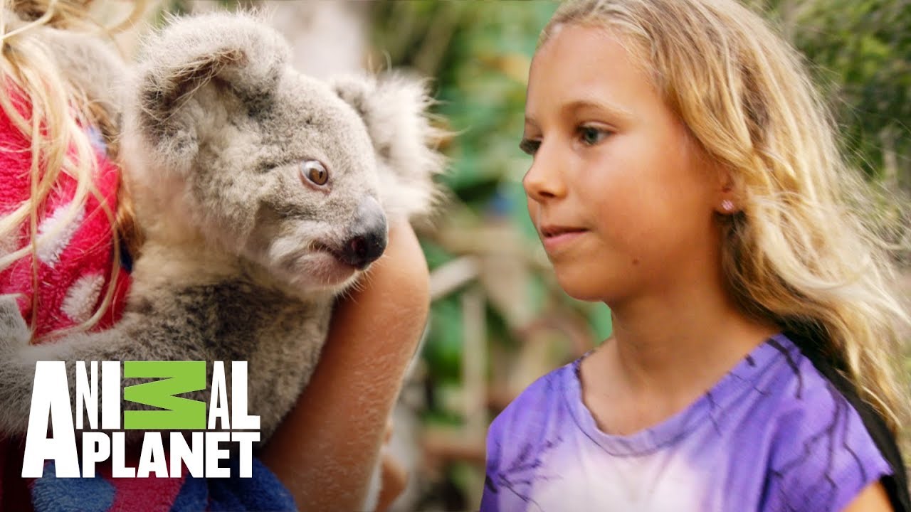 La encantadora de koalas | The Dodo: En busca de héroes  | Animal Planet