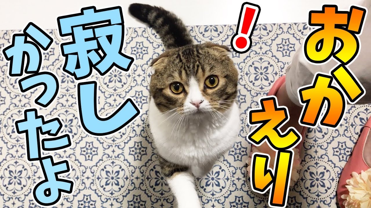 ママが帰ってきた！ご飯をもらってご機嫌な猫♪