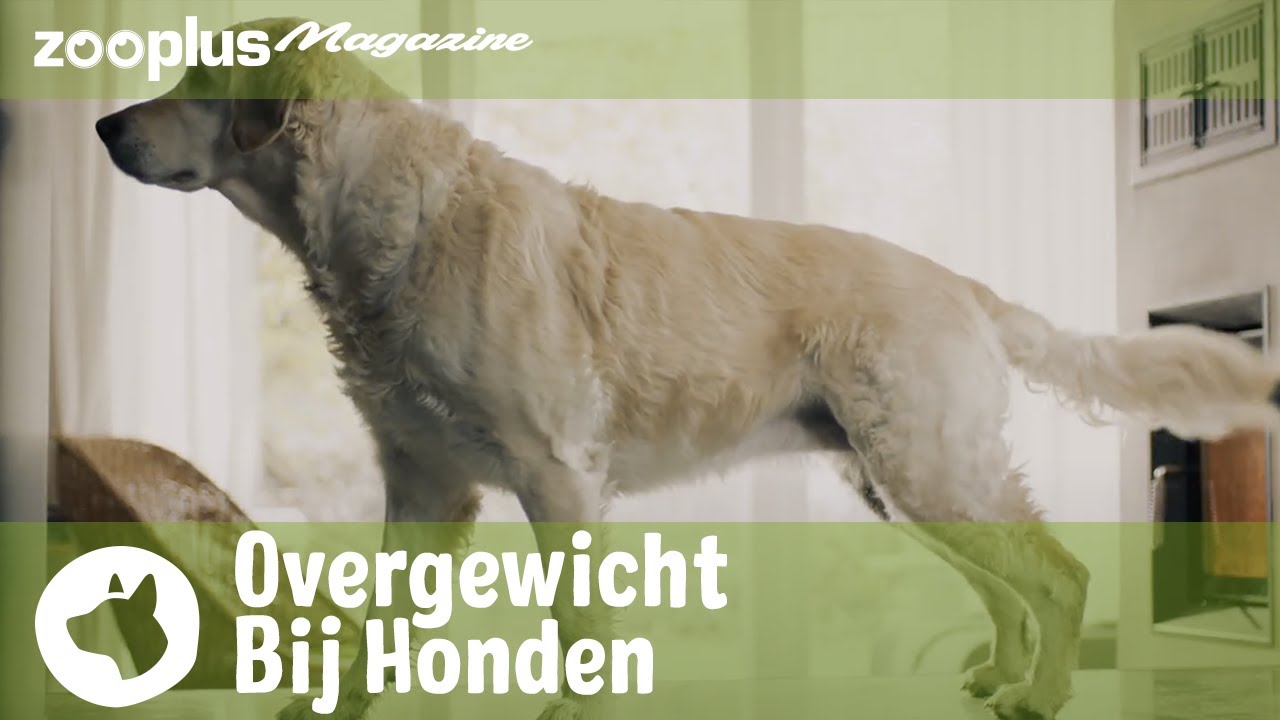 Overgewicht bij honden: hoe herken je het en wat kun je eraan doen? | zooplus.nl