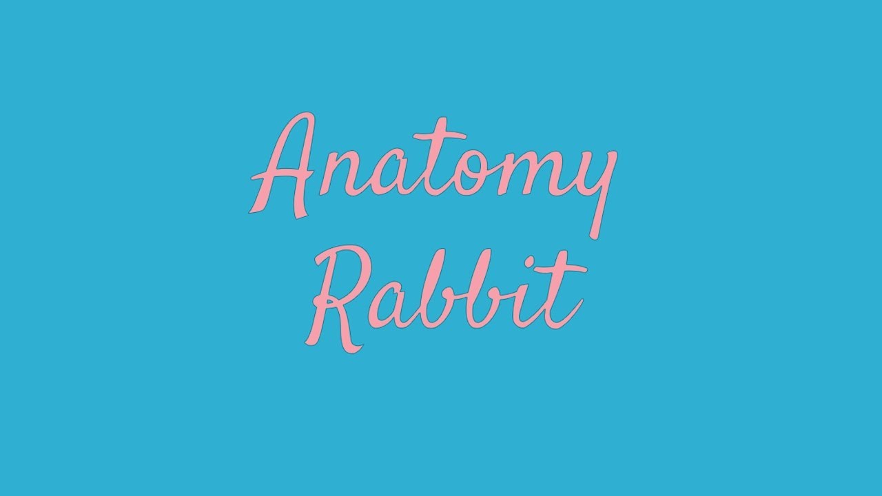 ANATOMY RABBIT - Holland Lop ( Full Album )