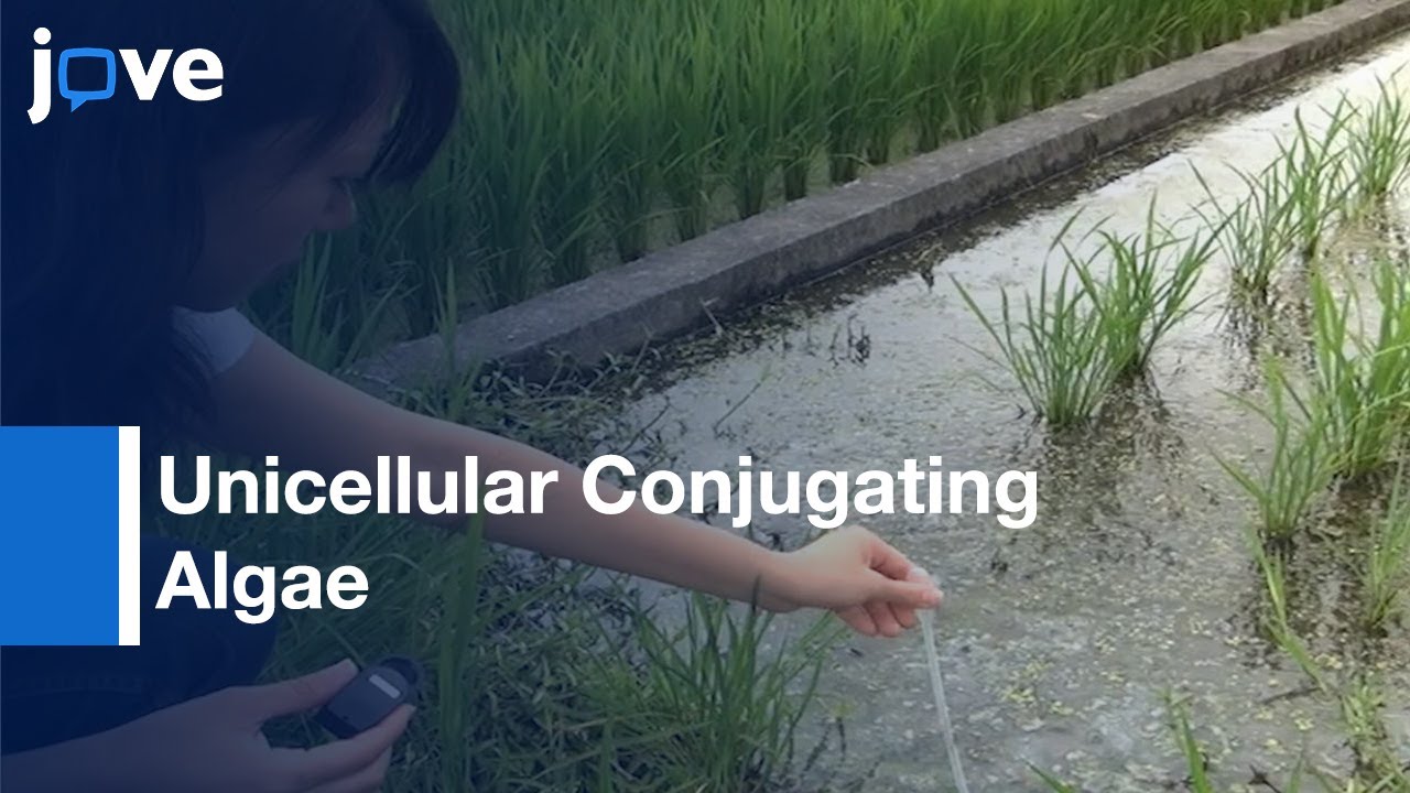 Establishment Of Clonal Culture Of Unicellular Conjugating Algae l Protocol Preview