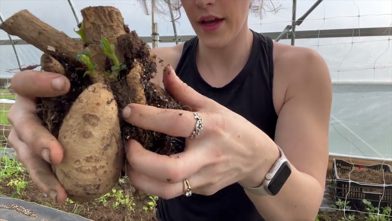 Why & How to Plant Dahlia Pot Tubers & when to plant up dahlia cuttings