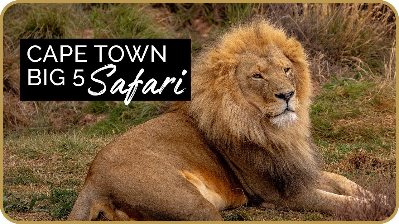 Cape Town Big 5 Safari at Aquila Private Game Reserve