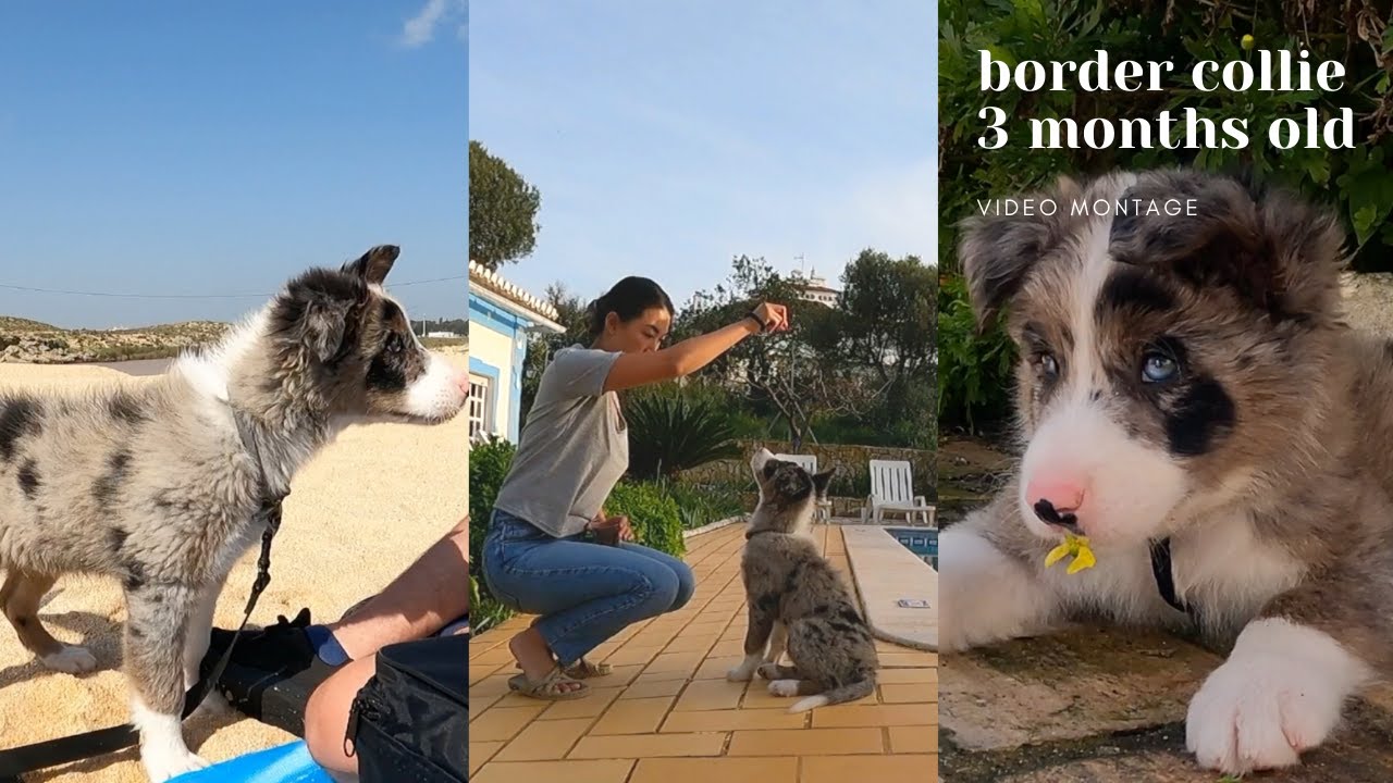Border Collie Puppy 3 Months Old (VIDEO MONTAGE)