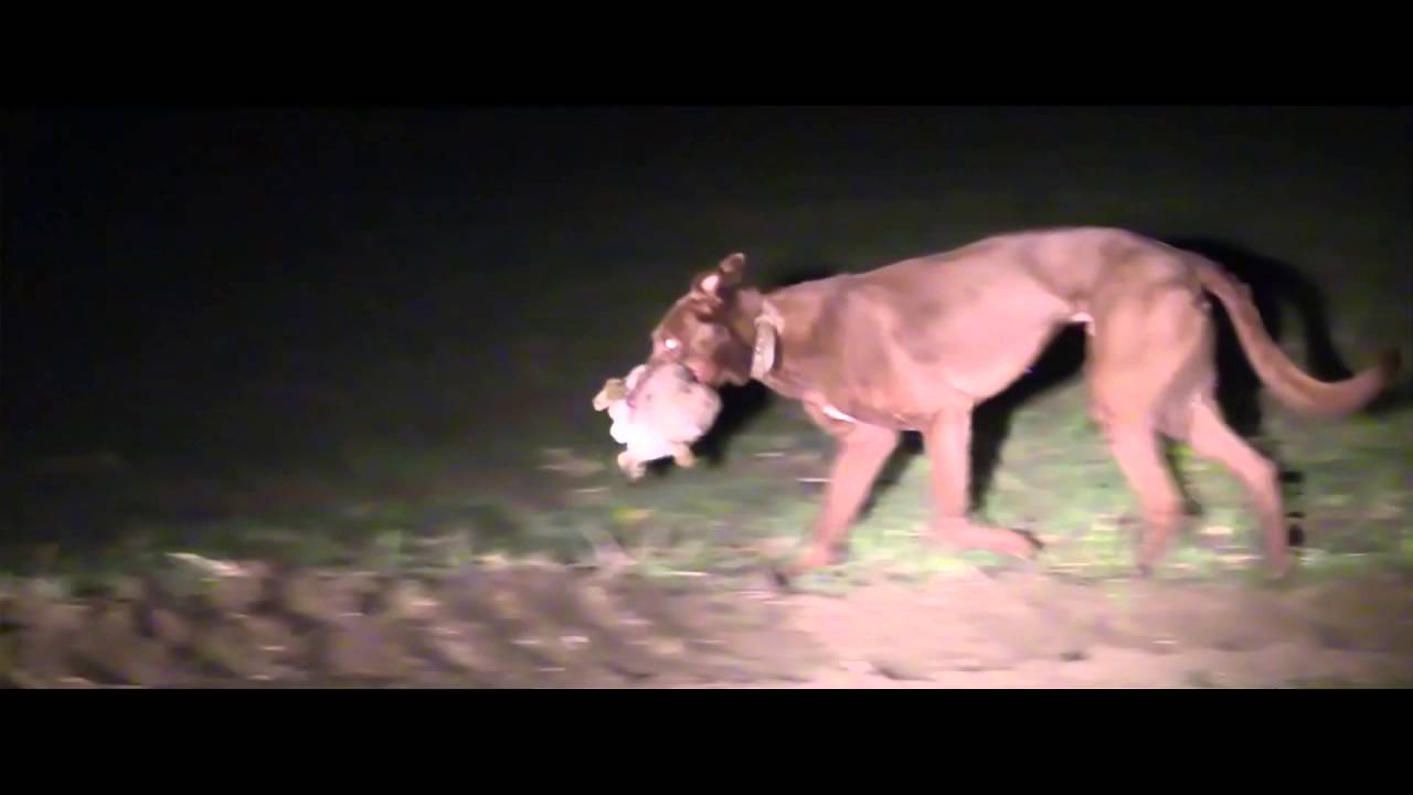 Освещение с помощью люрчеров