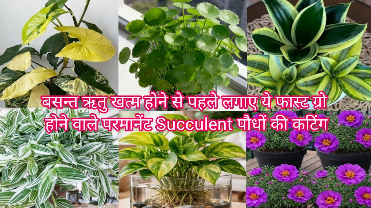बसन्त ऋतु खत्म होने से पहले लगाए ये फास्ट ग्रो होने वाले परमानेंट Succulent पौधों की कटिंग ✨🥀