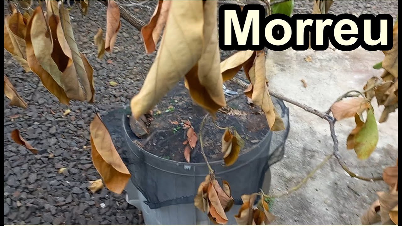 Morreu