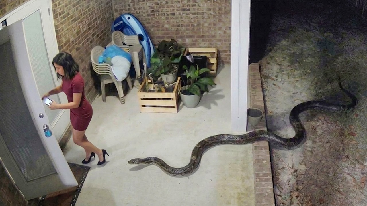 Cuando la Naturaleza da Miedo | Encuentros con Animales Raros y Aterradores