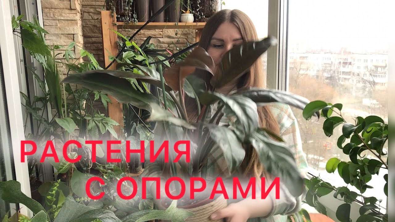 РАСТЕНИЯ С ОПОРАМИ | Мои ОПОРЫ #комнатныерастения  