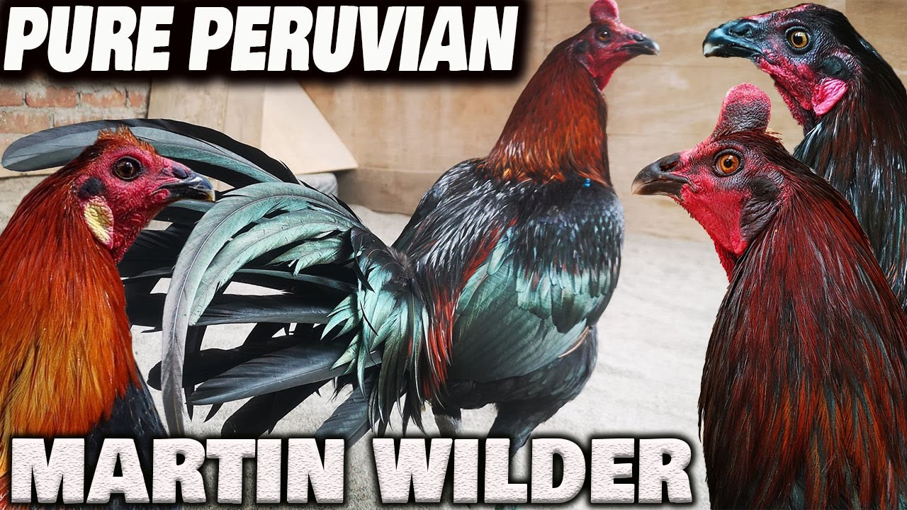 Best PURE PERUVIAN Martin Wilder