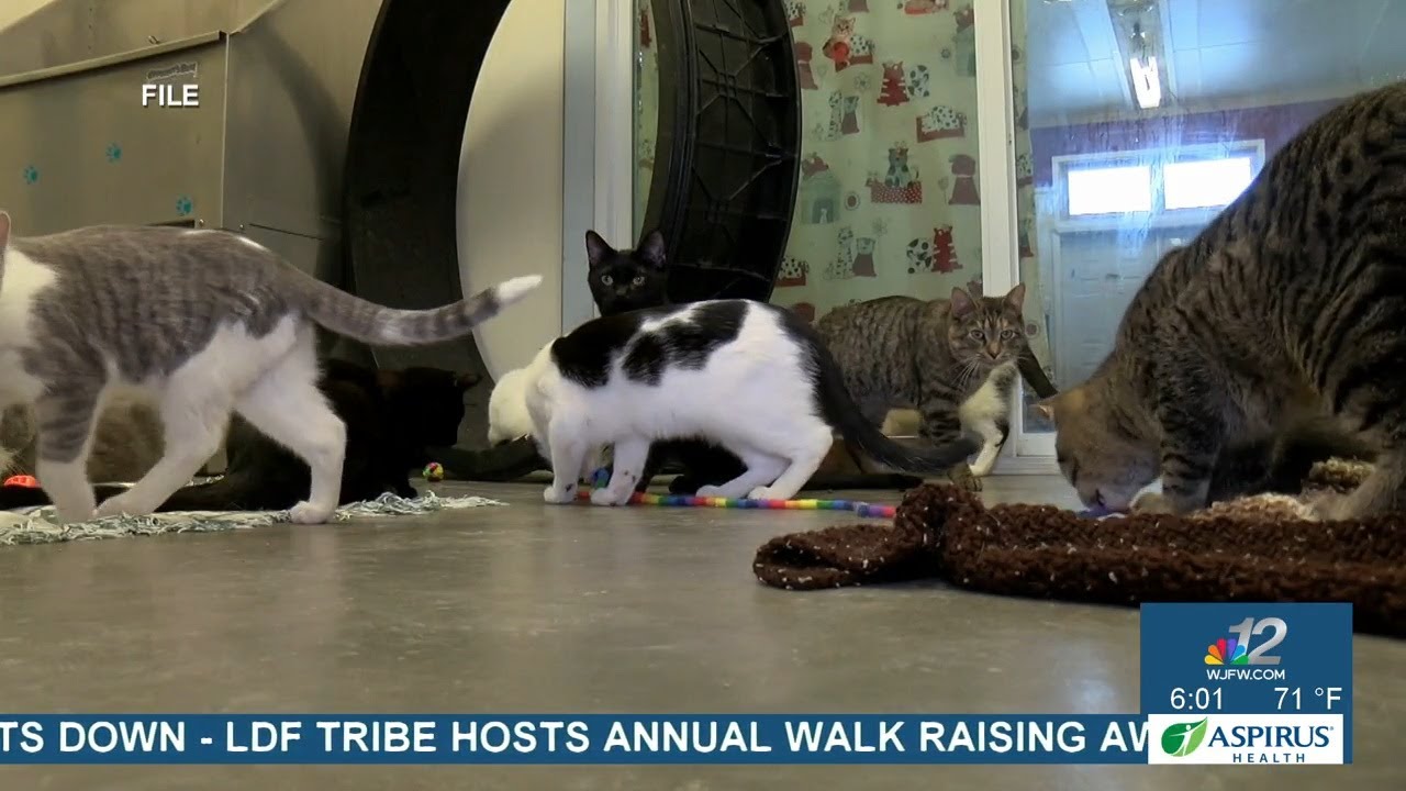 Central Wisconsin nonprofit works to provide financial support for spay and neuter procedures