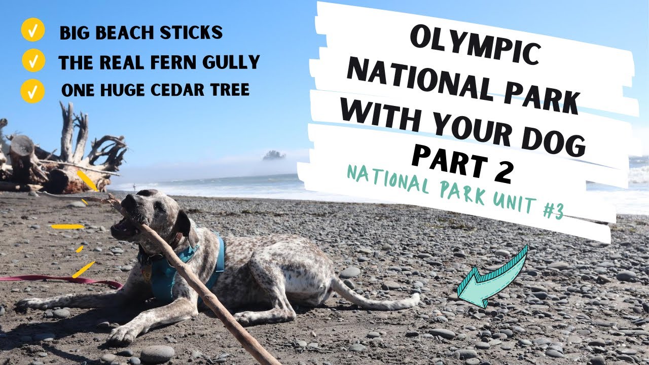 Olympic National Park with a Dog | Part 2