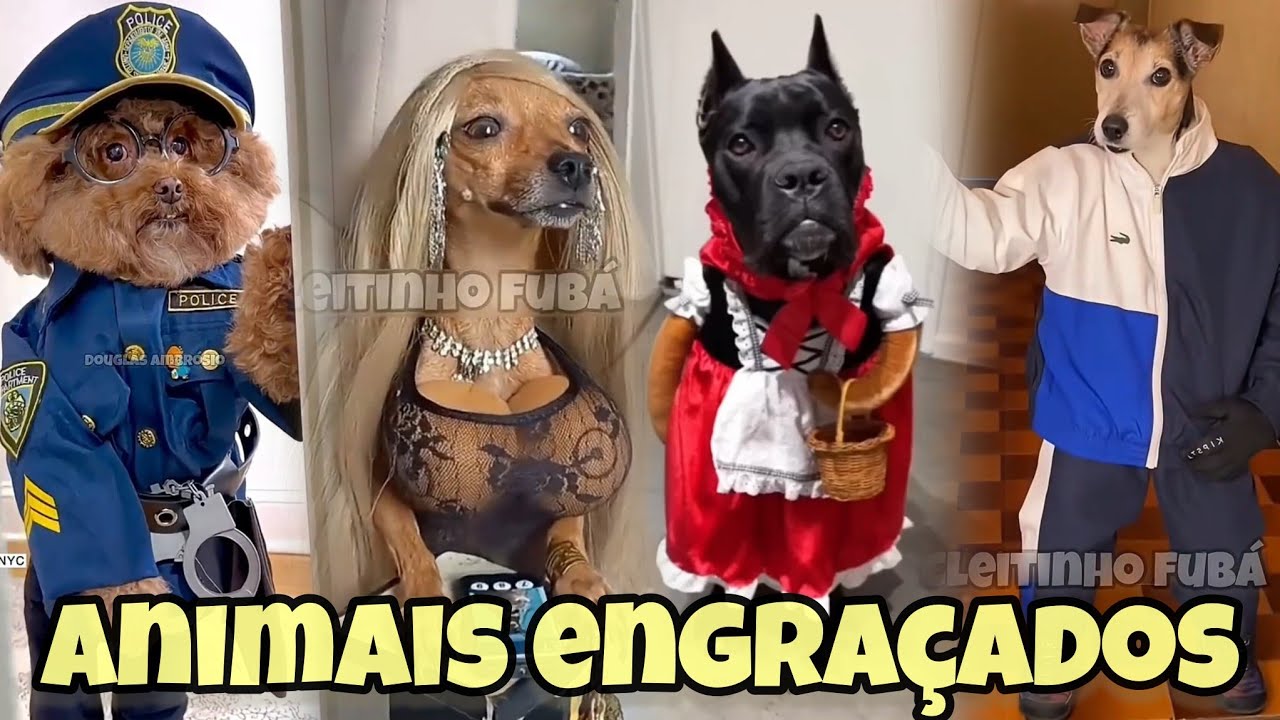 Animais engraçados tente não rir as melhores Narrativas animals Cleitinho fubá 