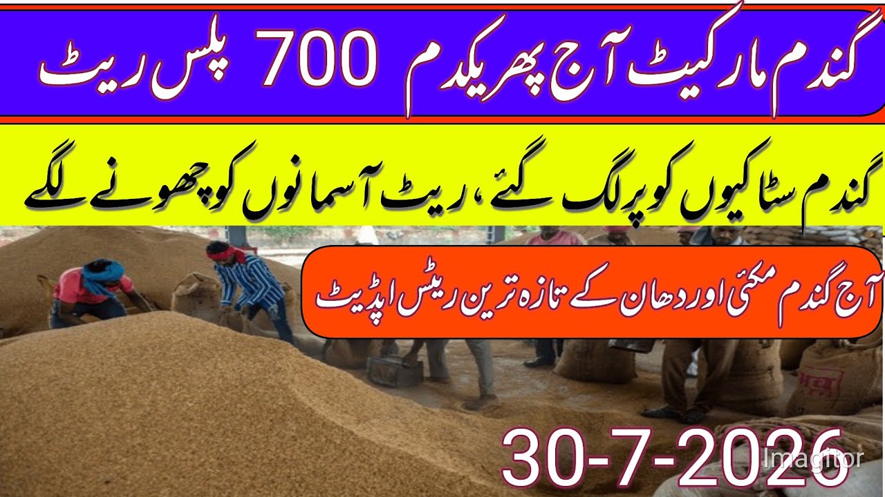Gundan Makki Rates Today 2026| New Dhan Rates Today || Makki Ka RateToday